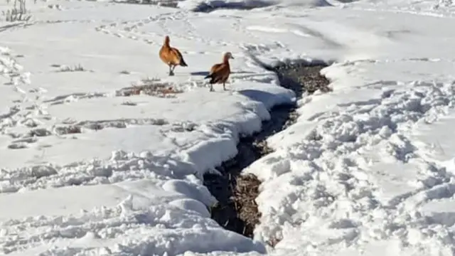 मनाङमा चिसो