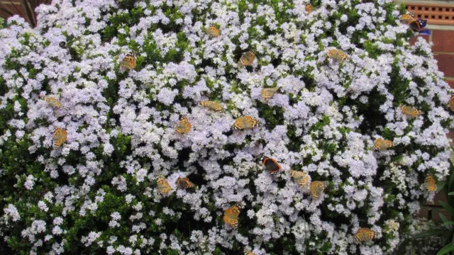 پروانههای رنگین بانو