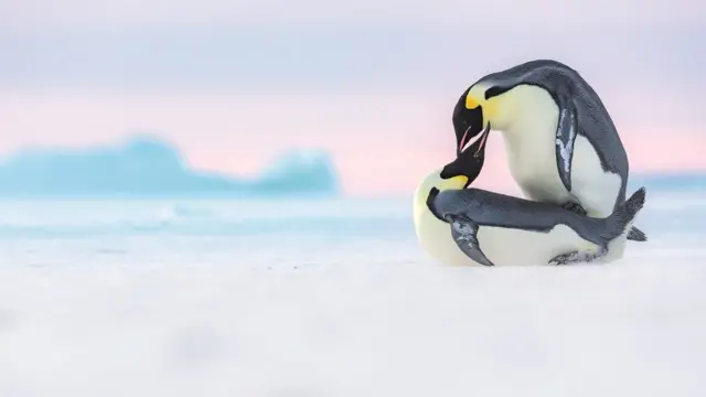 Два пингвина играют друг с другом