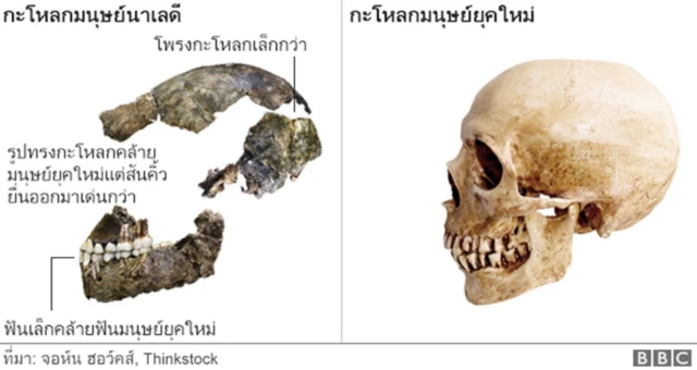 ภาพเปรียบเทียบกะโหลก