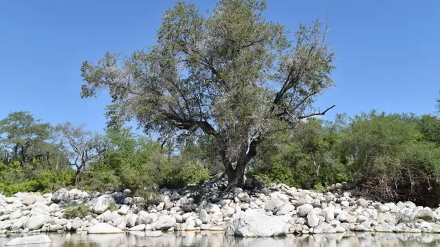 Encino arroyero a orillas de un arroyo en la Sierra La Laguna
