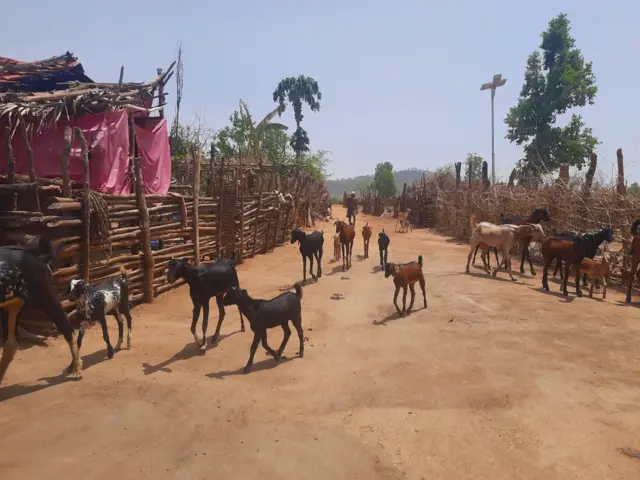 గుత్తి కోయలు