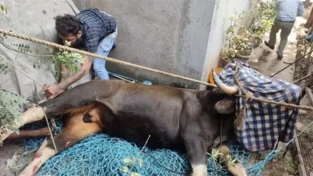 पुणे, गवा, मानव-पर्यावरण संघर्ष