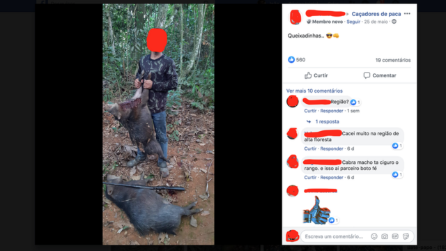 Queixadas, uma espécienetflix casa de apostasporco selvagem nativo do Brasil, abatidasnetflix casa de apostascaçada