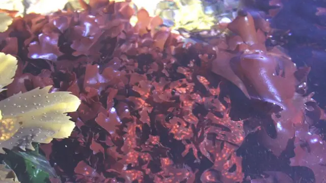 Ирландский мох