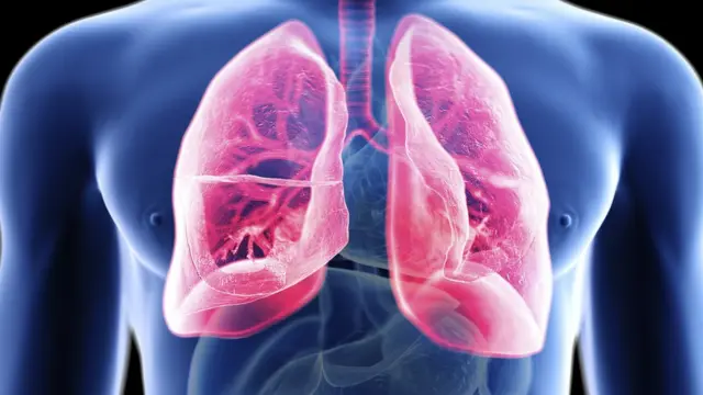 फुफ्फुस