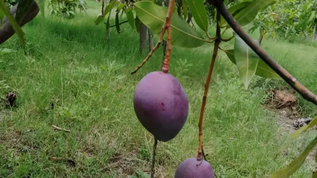 હૉર્ટિકલ્ચર વિભાગના નિવૃત્ત નિદેશક જીએસ કૌશલના મતે, "આ જાપાની પ્રજાતિ તેના ભાવોને કારણે ચર્ચામાં છે