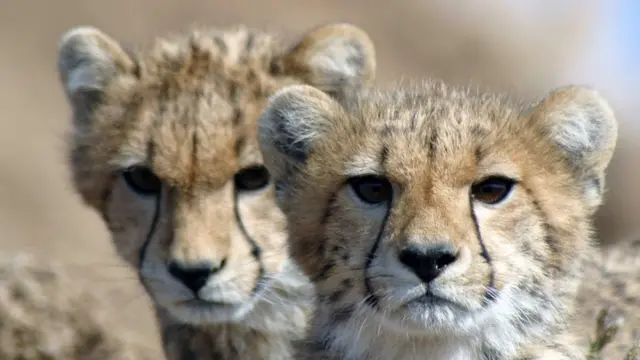 د پړانګ د بچیانو خرڅلاو غوښتنې په خلیجي هېوادونو کې ډېرې شوې چې د دوی د نسل ورکېدا یو لامل ګرځېدلی