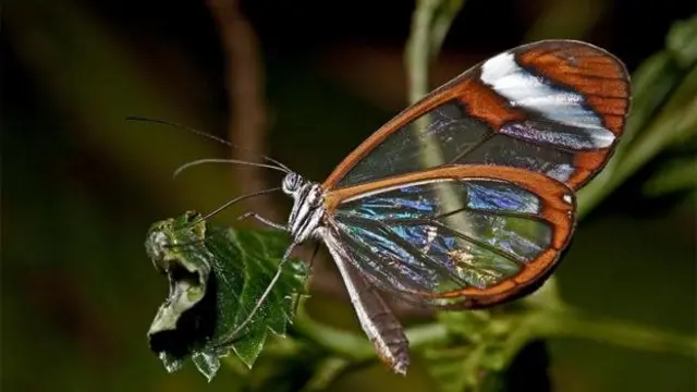 پروانه شیشه‌ای در آمریکای مرکزی یافت می‌شود