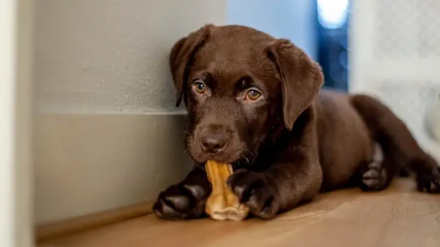 Zapamtiti da se prva pseća godina računa kao 31 ljudska godina