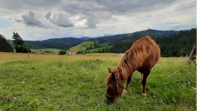 кінь у Карпатах
