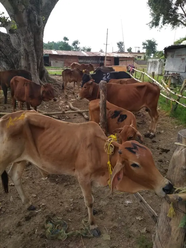 পাচার সিন্ডিকেটের মার্ক করা গরু বিএসএফ উদ্ধার করার পর