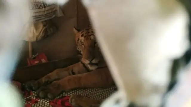 Tigresa na casa