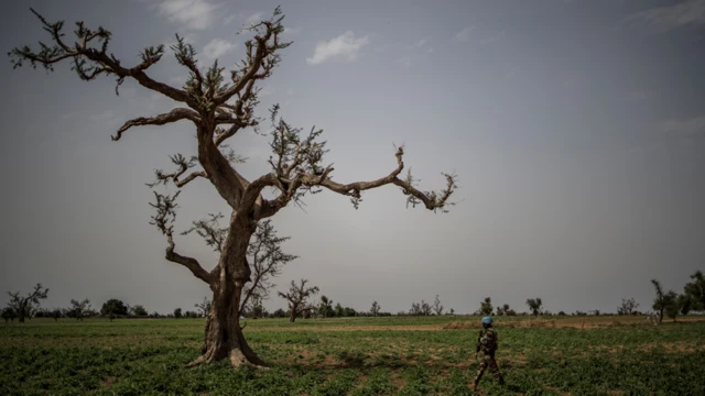 Un soldat de l'ONU marchant près d'un arbre dans le centre du Mali