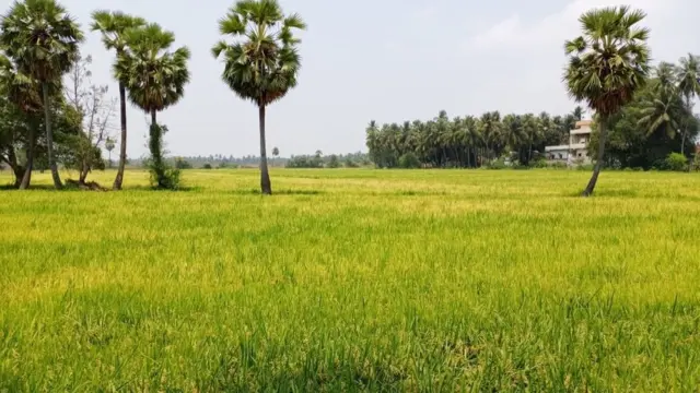 ఆంధ్రప్రదేశ్లో వరి విస్తారంగా సాగైనా కోతలకు ఇబ్బందులు ఎదురవుతున్నాయి