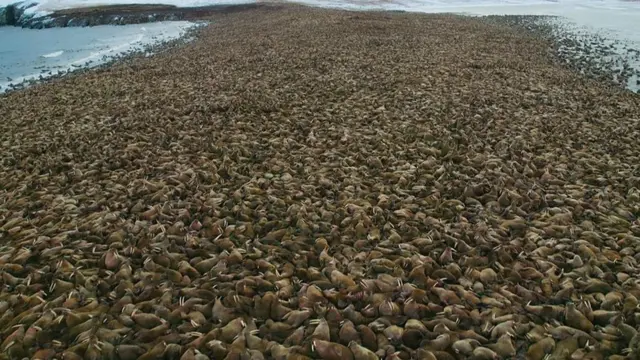 密密麻麻的海象