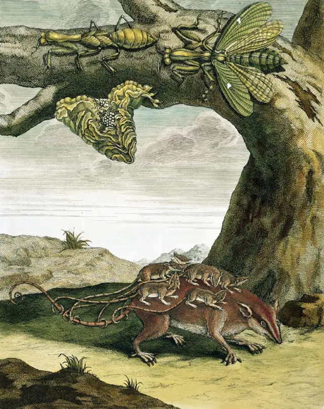 Dibujo de Maria Merian en Surinam