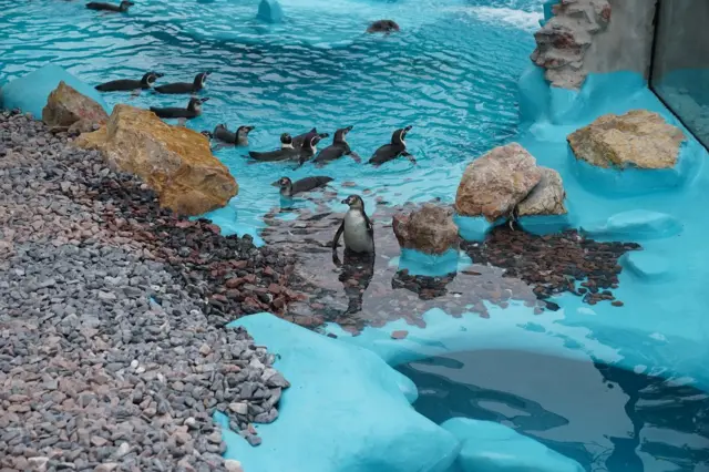 pingvini beograd pingvinarijum