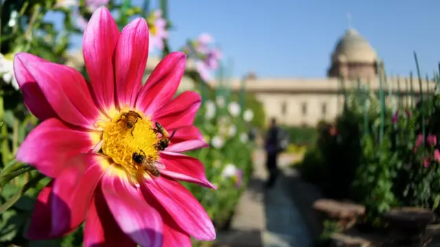 दिल्ली का मुग़ल गार्डन
