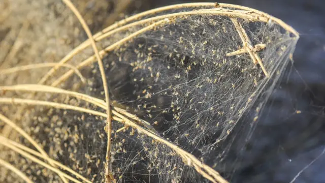 Побережье в паутине