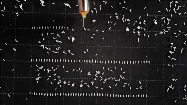 Ni vigumu kuchunguza maumivu katika inzi wa matunda kwa sababu hawajibu morphine. Hata hivyo, wao