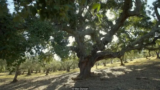 વિશ્વનું સૌથી મોંઘુ માંસ