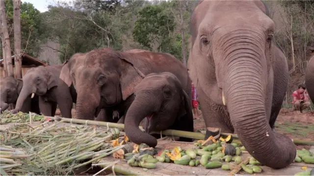 ช้างบ้านกลับถิ่น