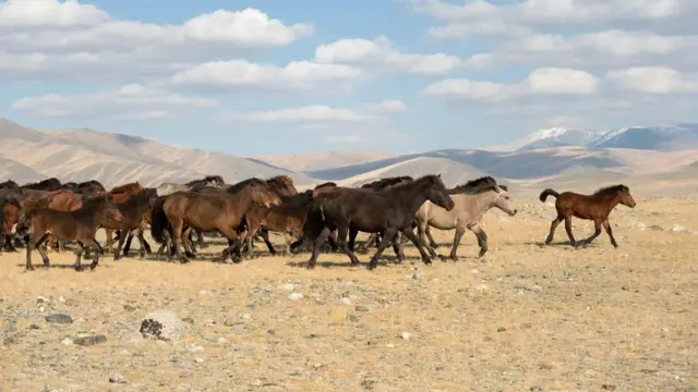 초기 천연두 백신 제조에 사용됐을 수도 있는 마두 바이러스는 현재 멸종된 것으로 보인다