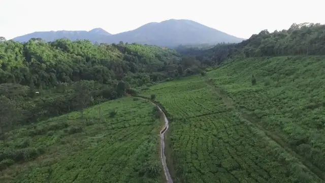 kebun teh, kereta api