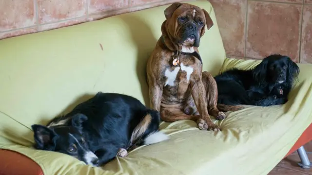 Dogs dey siddon for bed