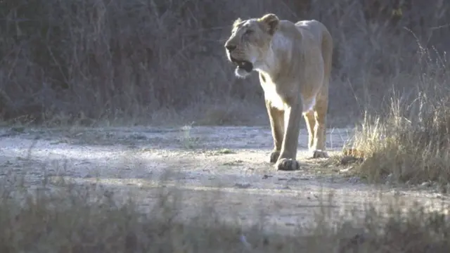 પ્રતીકાત્મક તસવીર