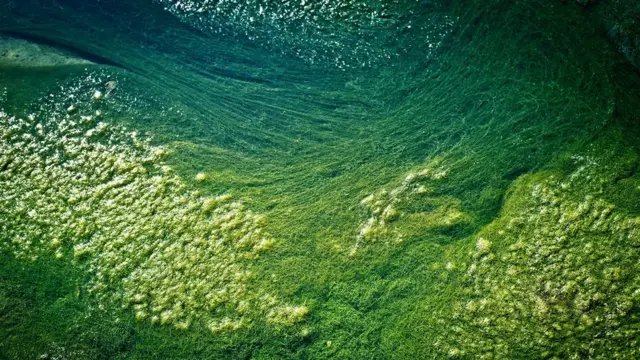 Algas verdes crescendo numa lagoa