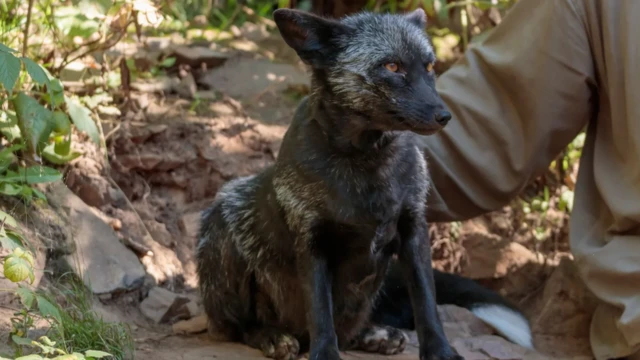 Les renards domestiqués, comme ce renard noir, peuvent présenter des caractéristiques physiques telles que des oreilles tombantes et un museau plus court.