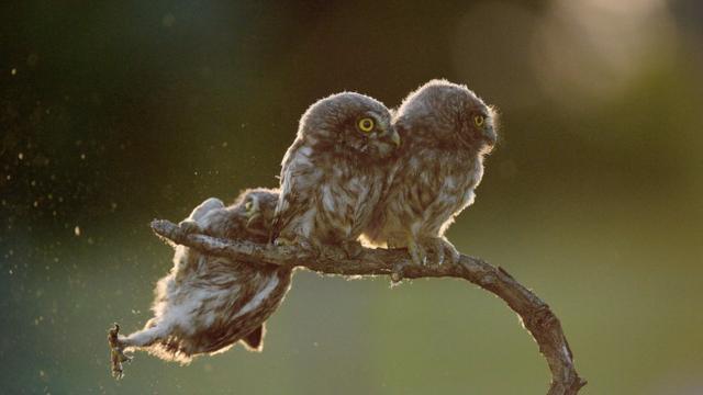 Owls. Photo: Tibor Kercz