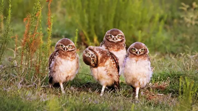 Foto del concurso Comedy Wildlife Photography Awards
