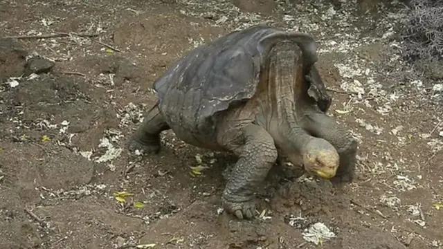 డియాగో తాబేలు