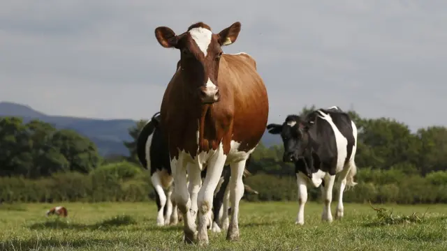 Peternakan di Lower Harebarrow di Macclesfield, Inggris