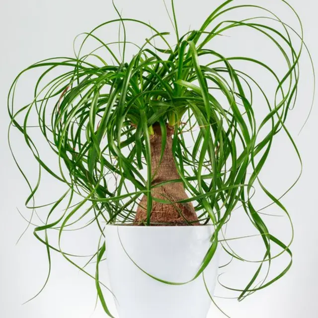 Beaucarnea recurvata