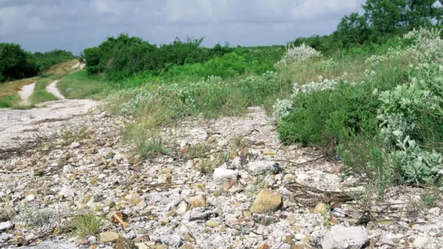 Самка малого сумеречного козодоя (Chordeiles acutipennis)