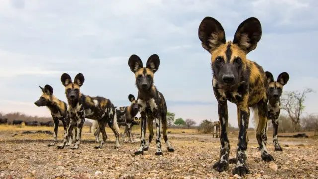 стать дитини