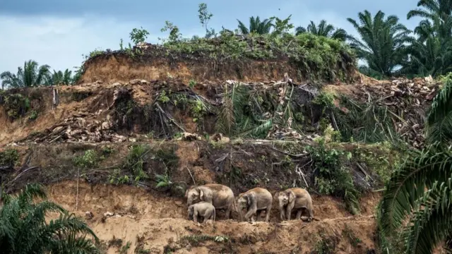 Bertie Gekoski Fotoğrafı WPY