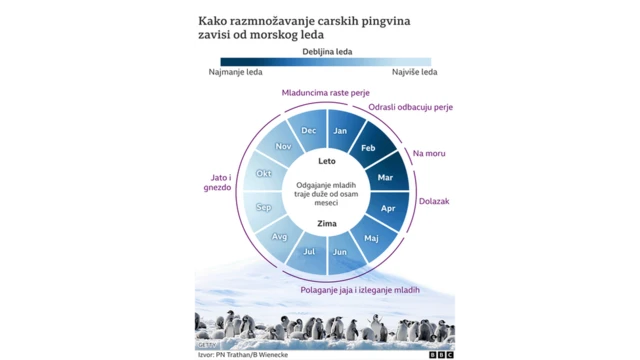 Odrastanje carskih pingvina