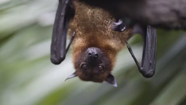 Murciélago