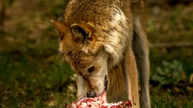 Lobo come carcaça