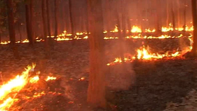 जंगल में आग