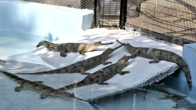 гангский гавиал