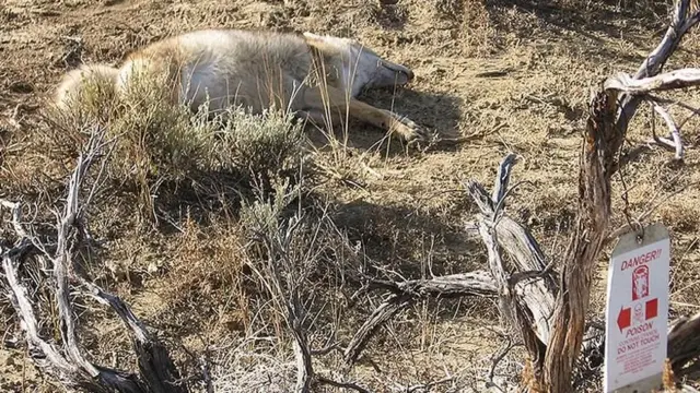 Animal morto por bomba