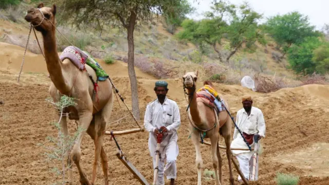 سندھ کا صحرائی علاقہ تھر