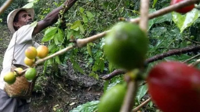 కాఫీ తోట