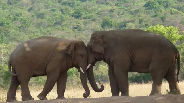 விளையாடும் யானைகள்